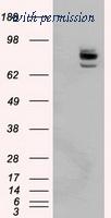 OriGene TA500994AM image 1