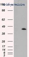 OriGene TA501005BM image 1