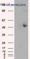 OriGene TA501009AM image 1