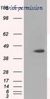 OriGene TA501012AM image 1