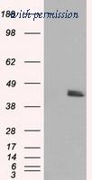 OriGene TA501013BM image 1