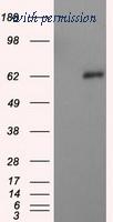 OriGene TA501021AM image 1