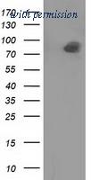 OriGene TA501027AM image 1