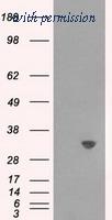 OriGene TA501054AM image 1