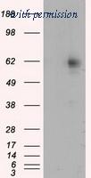 OriGene TA501055AM image 1