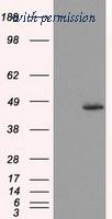 OriGene TA501065AM image 1