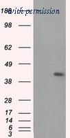 OriGene TA501067AM image 1