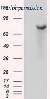 OriGene TA501090AM image 1