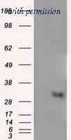 OriGene TA501097BM image 1