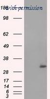 OriGene TA501098AM image 1