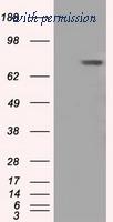 OriGene TA501100AM image 1