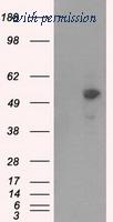 OriGene TA501106BM image 1