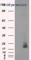 OriGene TA501112AM image 1