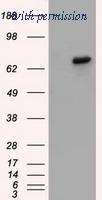 OriGene TA501118AM image 1