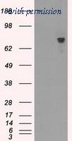 OriGene TA501119BM image 1