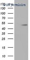 OriGene TA501123BM image 1