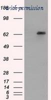 OriGene TA501135AM image 1