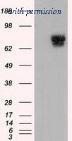 OriGene TA501152BM image 1
