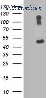 OriGene TA501159BM image 1