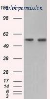 OriGene TA501171AM image 1