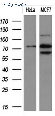OriGene TA501230AM image 1