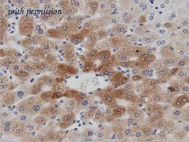 OriGene TA501233AM image 1