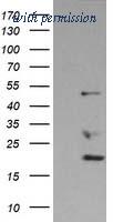 OriGene TA501235BM image 1