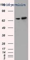 OriGene TA501252AM image 1