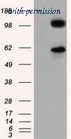 OriGene TA501253BM image 1