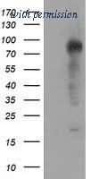 OriGene TA501254AM image 1