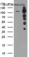 OriGene TA501255BM image 1