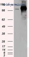 OriGene TA501260AM image 1