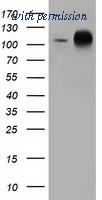 OriGene TA501263AM image 1