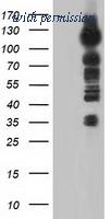 OriGene TA501266AM image 1