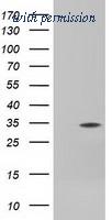 OriGene TA501280AM image 1