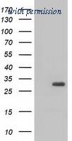 OriGene TA501292BM image 1