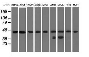 OriGene TA501298AM image 1