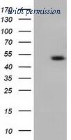 OriGene TA501299AM image 1