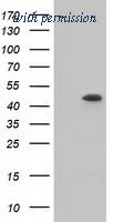 OriGene TA501300AM image 1