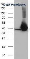 OriGene TA501330AM image 1