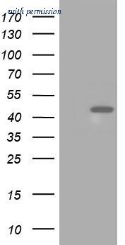 OriGene TA501332BM image 1