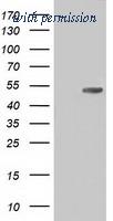 OriGene TA501333AM image 1