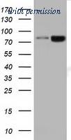 OriGene TA501381BM image 1