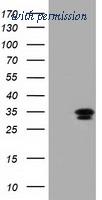 OriGene TA501386AM image 1