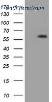 OriGene TA501419AM image 1