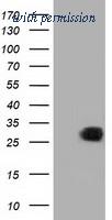 OriGene TA501420BM image 1