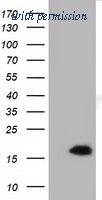 OriGene TA501427BM image 1