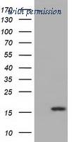 OriGene TA501428BM image 1