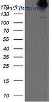 OriGene TA501443BM image 1