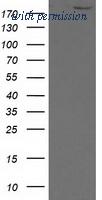 OriGene TA501445AM image 1